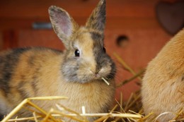 
			Gruseliger Fall in Witten: Tierquäler töten Kaninchen und nehmen den Kopf mit