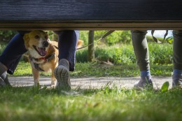 
			Hund in Gelsenkirchen: Hundehalter entdeckt SIE – er reagiert sofort