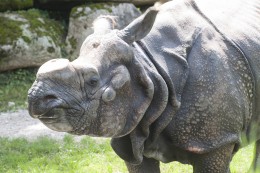 
			München Tierpark: Nashorn soll Pediküre bekommen – doch DAMIT macht es seinen Pfleger ratlos